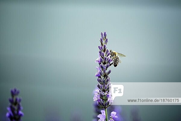 Close Up von Honigbiene auf schönen Lavendel blühen im Frühsommer an einem sonnigen Tag mit weichen Hintergrund Bokeh