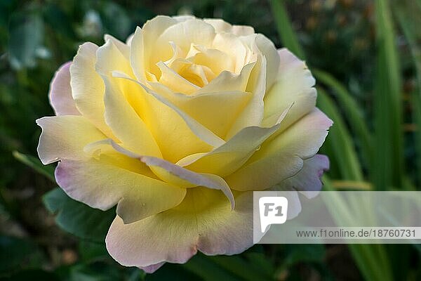 Gelbe Rose (Frieden)