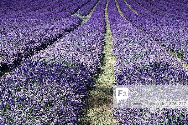 Lavendelfeld in Banstead (Surrey)