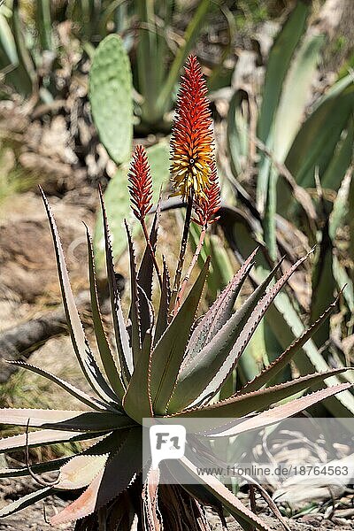 LOS PALMITOS  GRAN CANARIA  SPANIEN - 8. MÄRZ : Aloe Vera wächst in Los Palmitos  Gran Canaria  Spanien am 8. März 2022