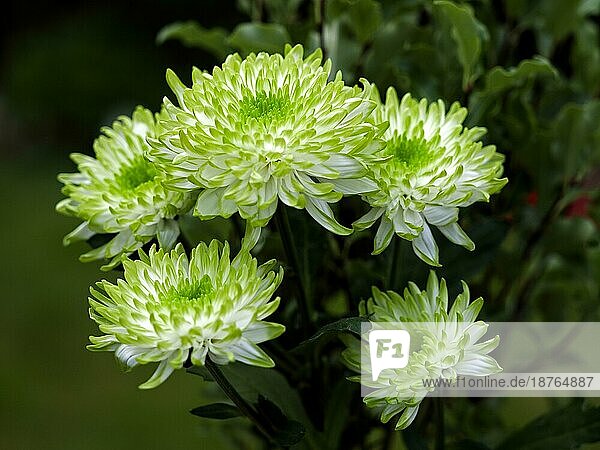 Strauß ungewöhnlicher grüner und weißer Chrysanthemen