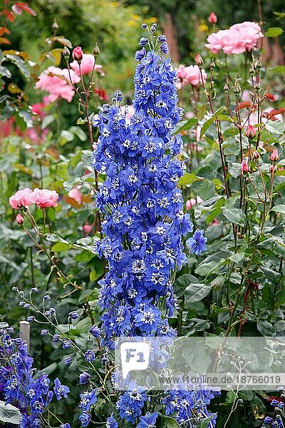 Wunderschöne blaue Rittersporne in den Butchart Gardens zu sehen