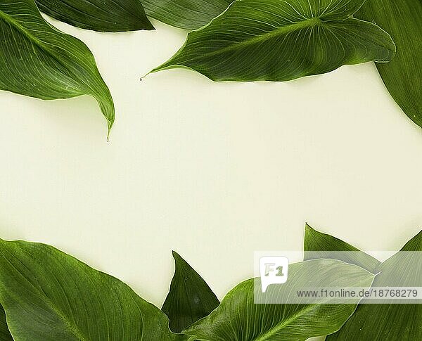 Draufsicht viele Blätter mit Kopierraum. Auflösung und hohe Qualität schönes Foto