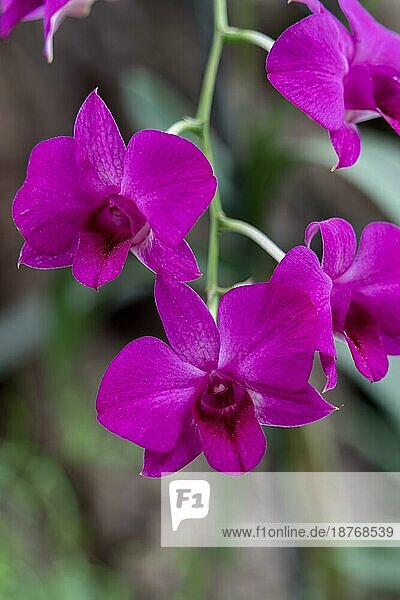 LOS PALMITOS  GRAN CANARIA  SPANIEN - 8. MÄRZ : Rosa Orchidee blüht in Los Palmitos  Gran Canaria  Spanien am 8. März 2022