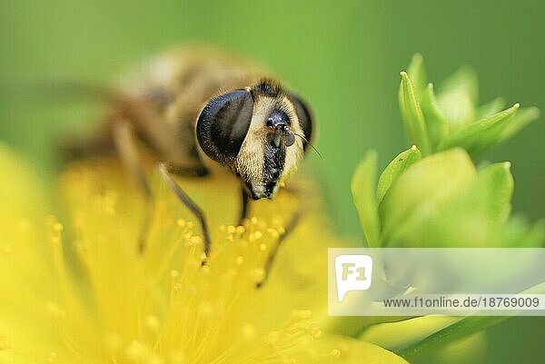 Biene sammelt Pollen auf einer gelben Blüte  geringe Tiefenschärfe