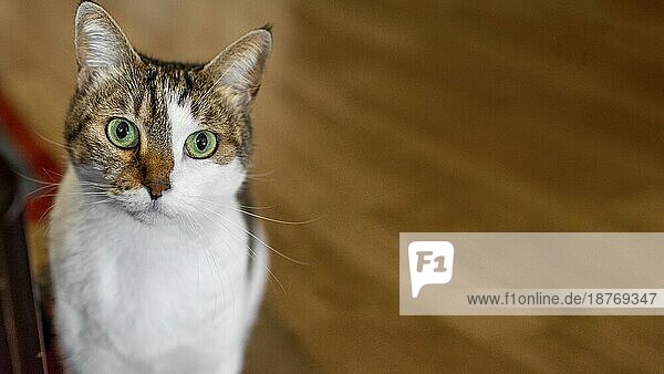 Niedliche Katze mit grünen Augen in einem Haus. Auflösung und hohe Qualität schönes Foto