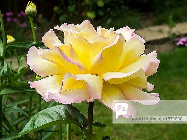 Gelbe Rose (Peace) blüht in einem englischen Garten