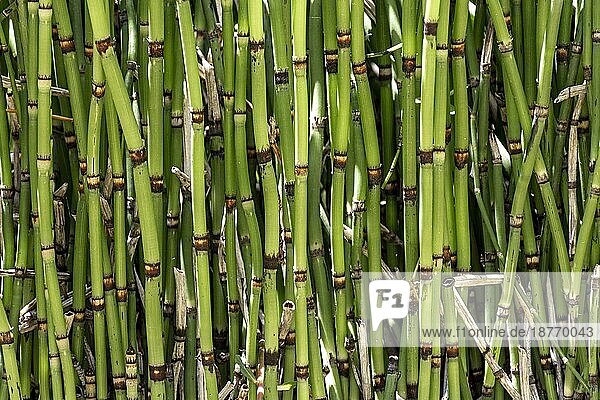 Vorderansicht Bambusstäbe