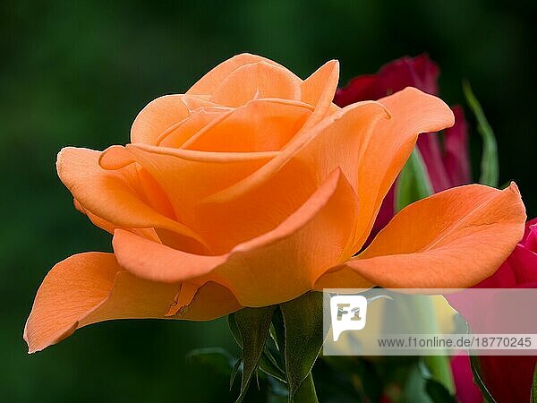 Nahaufnahme einer schönen orangefarbenen Rose