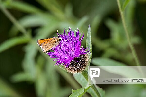 Braunkolbiger Braun-Dickkopffalter (Thymelicus sylvestris) Schmetterling  der sich von einer Distel ernährt