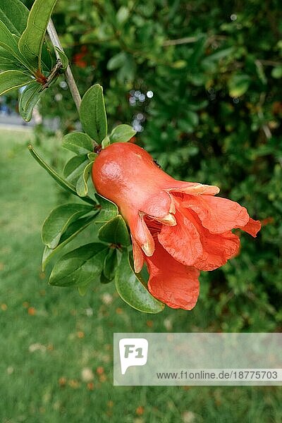 Blüte eines Granatapfelbaums in Benalmadena