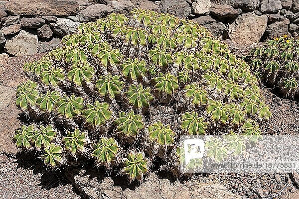 LOS PALMITOS  GRAN CANARIA  SPANIEN - 8. MÄRZ: Kaktuswachstum in Los Palmitos  Gran Canaria  Spanien am 8. März 2022
