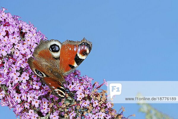 Tagpfauenauge auf einer (Buddleia) Blüte