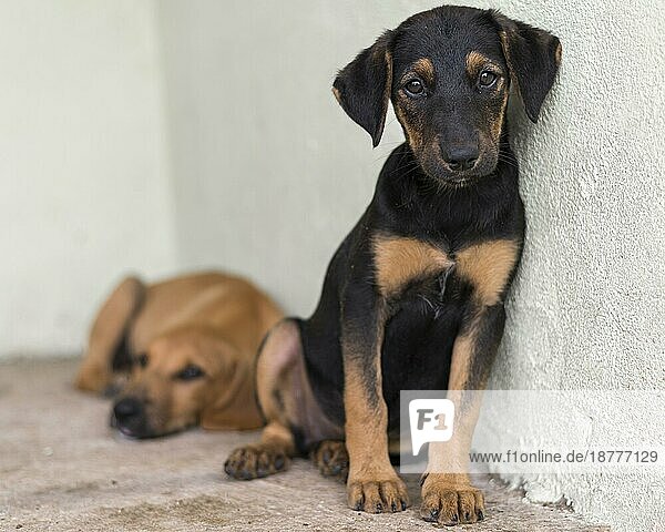 Süße Rettungshunde Tierheim warten adoptiert