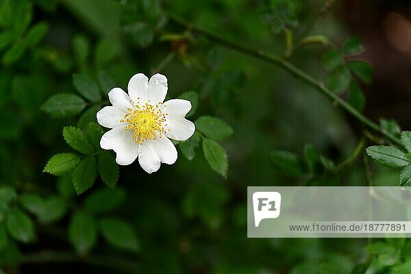 Wilde weiße Hundsrose (Rosa canina) blüht im Sommer
