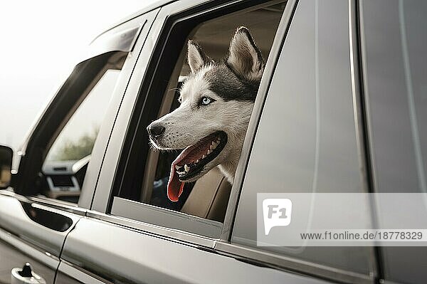 Süßer Husky  der seinen Kopf aus dem Fenster streckt  während er mit dem Auto unterwegs ist. Foto mit hoher Auflösung