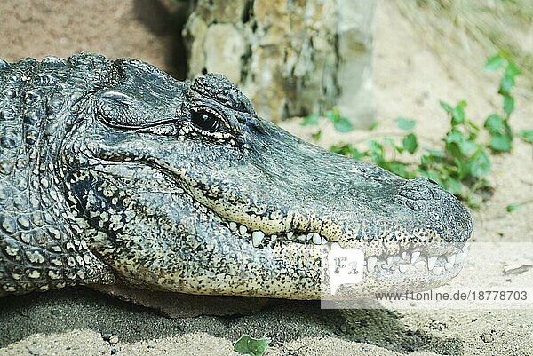 Porträt eines gefährlichen Alligators