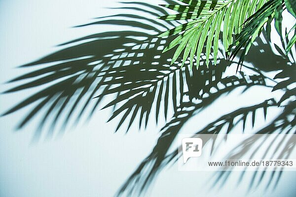 Frischer tropischer Palmenblattschatten blaür Hintergrund