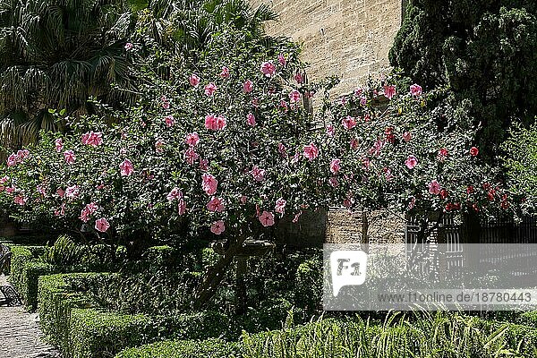 Üppig blühender rosa Hibiskusstrauch in Málaga