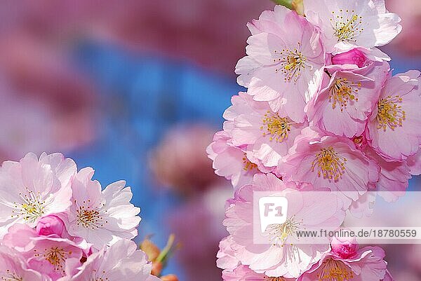Frühling: rosa Kirschblüten