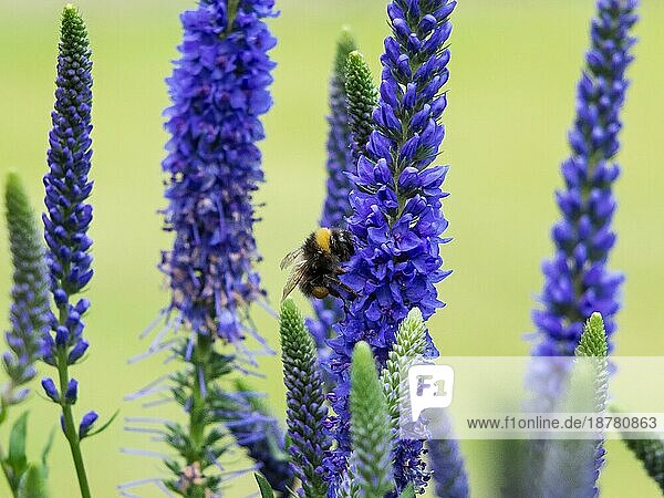 Biene beim Nektarsammeln an den Blüten Ähriger Ehrenpreis (Veronica Spicata) Ulster Dwarf Blue