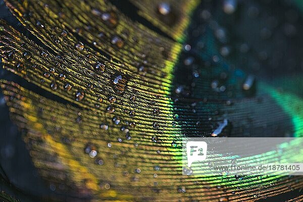 Makro Wassertropfen schöne exotische Pfauenfeder. Auflösung und hohe Qualität schönes Foto