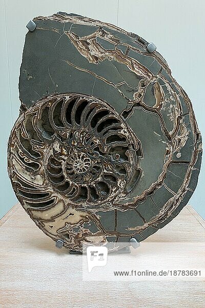 Ammonit (Asteroceras stellare) Frühe Jurazeit ca. 3047