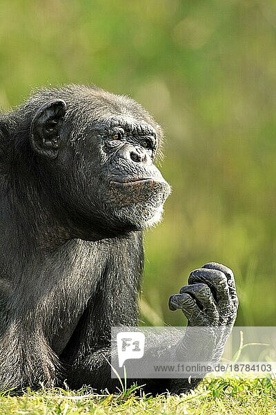 Schimpanse Chimpanzee Pan t. troglodytes Adult Portrait Vorkommen: Africa Afrika