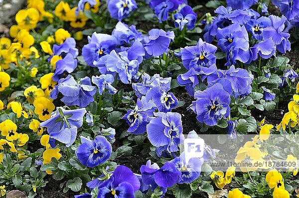 Stiefmütterchen blühend im Garten  Garten-Stiefmütterchen (Viola wittrockiana)