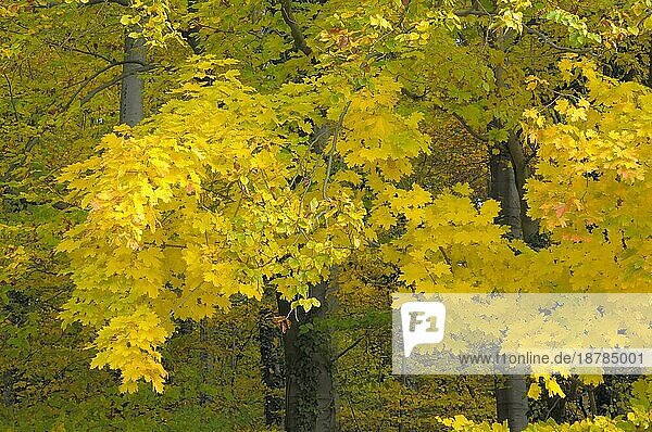 Laub  Wald im Herbst  Ahornzweig