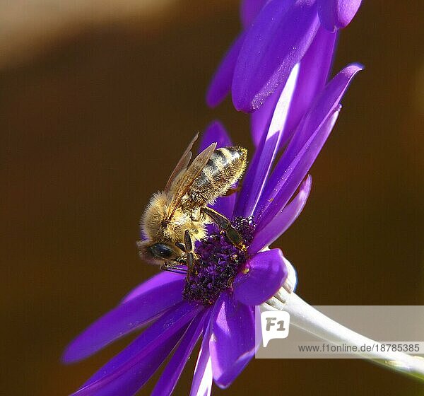 Honig  Biene auf Blüte  Blüte : Osteosperum