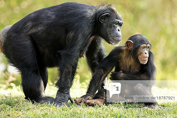 Schimpanse Chimpanzee Pan t. troglodytes Adult weiblich female mit Jungtier with young Vorkommen: Africa Afrika