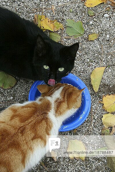 Zwei unterschiedlich gefärbte Katzen beim Fressen auf einem Zeltplatz in Göreme  Türkei  Asien