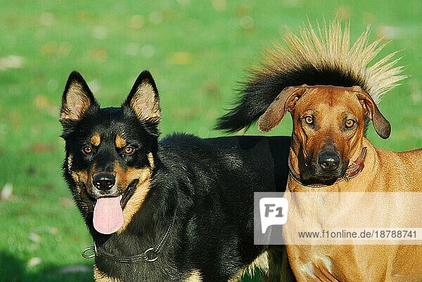 Mischlingshund (canis lupus familiaris) und Rhodesian Ridgeback nebeneinander  Porträt  FCI-Standard Nr. 146  mixed breed dog and Rhodesian Ridgeback  side by side  portrait