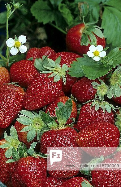 Frische Erdbeeren (Fragaria x ananassa) Frucht und Blüte  Garten-Erdbeere  blow strawberries fruit and bloom strawberry