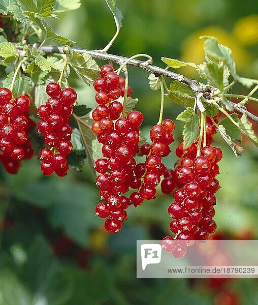 Rote Johannisbeere Garten-Johannisbeere (Ribes rubrum)