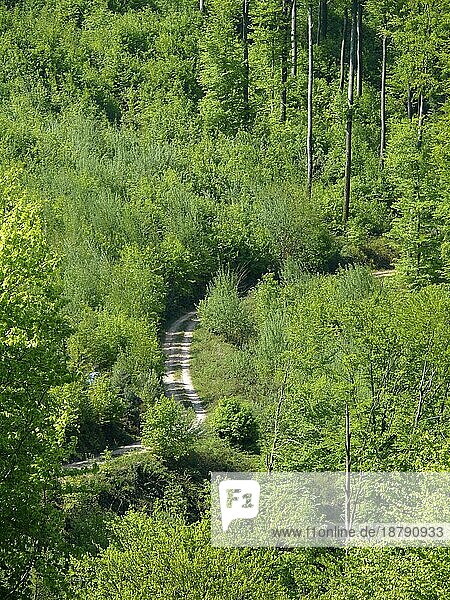 Frühlingswald im Schwarzwald  Waldweg