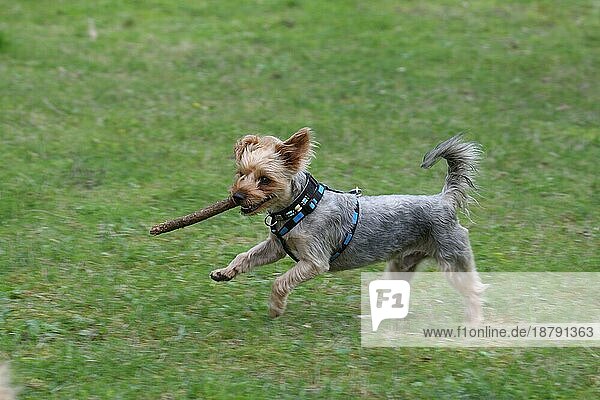 Yorkshire Terrier rennt mit Stock