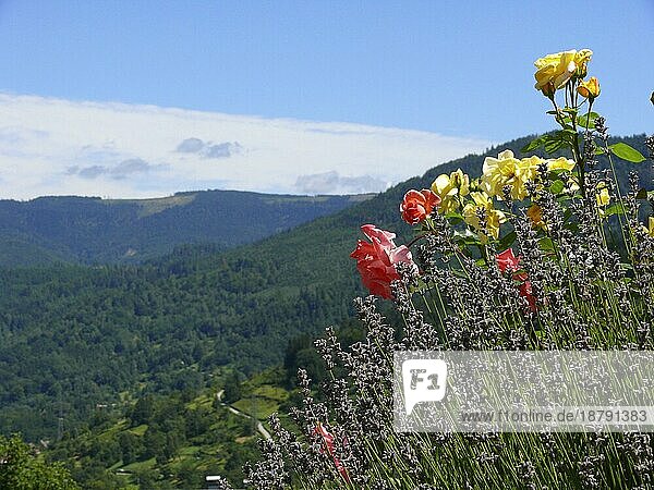 Nord-Schwarzwald  Dorf  Bermersbach  Blick Richtung Kaltenbronn  Wildblumen