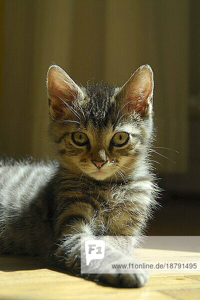 Junges Hauskätzchen  getigert  Porträt  kitten  Tabby  portrait  Non-pedigree Shorthair (felis silvestris) forma catus  domesticus