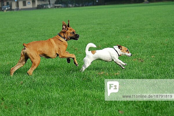 Deutscher Boxer und Jack-Russell-Terrier  laufen hintereinander über eine Wiese  FCI-Standard Nr. 144 und Nr. 345  German Boxer and Jack Russell Terrier  running together across a meadow (canis lupus familiaris)