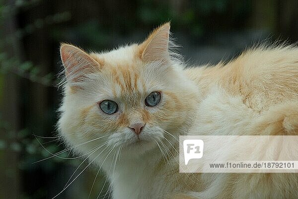 Hauskatze  Creme-Tabby-Point mit blauen Augen  Porträt  cat  Cream-Tabby-Point Blue-eyed  portrait (felis silvestris) forma catus  domesticus