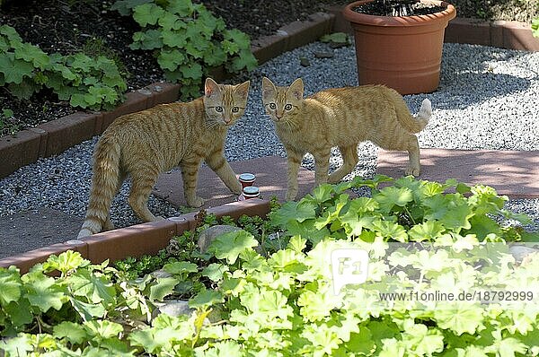 Rote junge Hauskatze (Felis silvestris catus) im Garten  Hauskatze  Paar küssen Schweiz