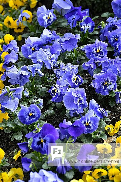 Stiefmütterchen blühend im Garten  Garten-Stiefmütterchen (Viola wittrockiana)