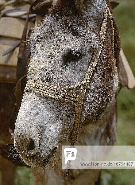 Esel (Equus asinus)  Porträt  manchmal Equus africanus  Griechenland  Donkey  portrait  sometimes Equus africanus  Greece  Europa