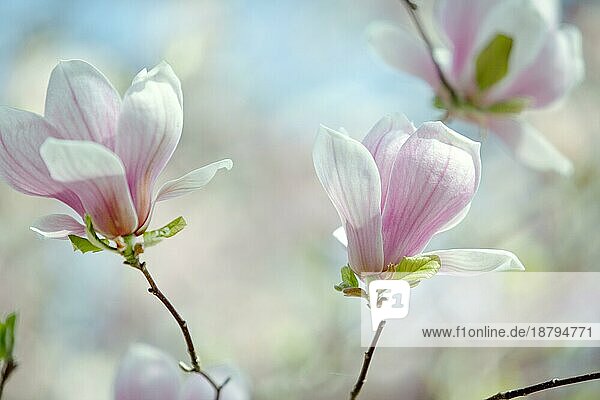 Blühender Magnolienbaum im Frühling an einem sonnigen Tag