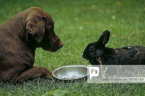 Labrador und Kaninchen