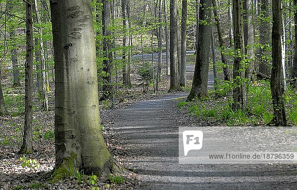 Frühlings  Laubwald mit Waldweg
