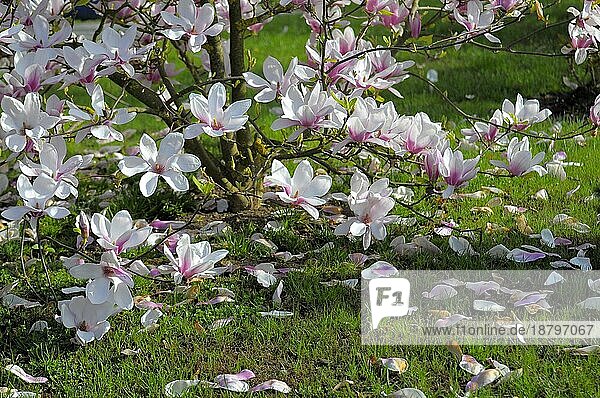 Magnolienblüte im Frühling  Magnolienbaum blühend im Garten  Tulpenmagnolien (Magnolia soulangeana)