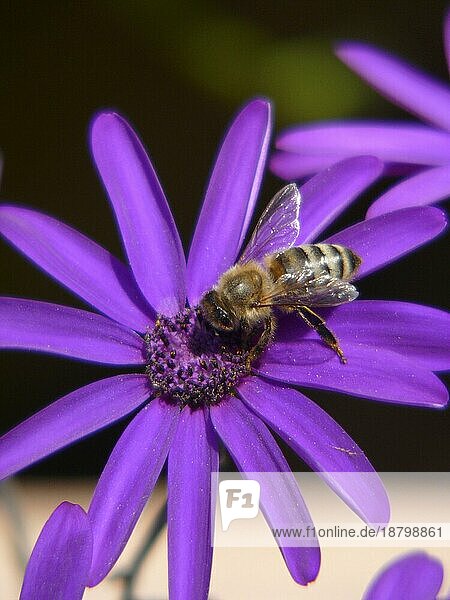 Honig  Biene auf Blüte  Blüte : Osteosperum